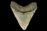 Fossil Megalodon Tooth - North Carolina #124346-2